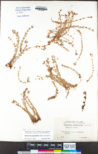 Hypericum anagalloides image