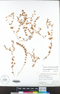 Hypericum anagalloides image