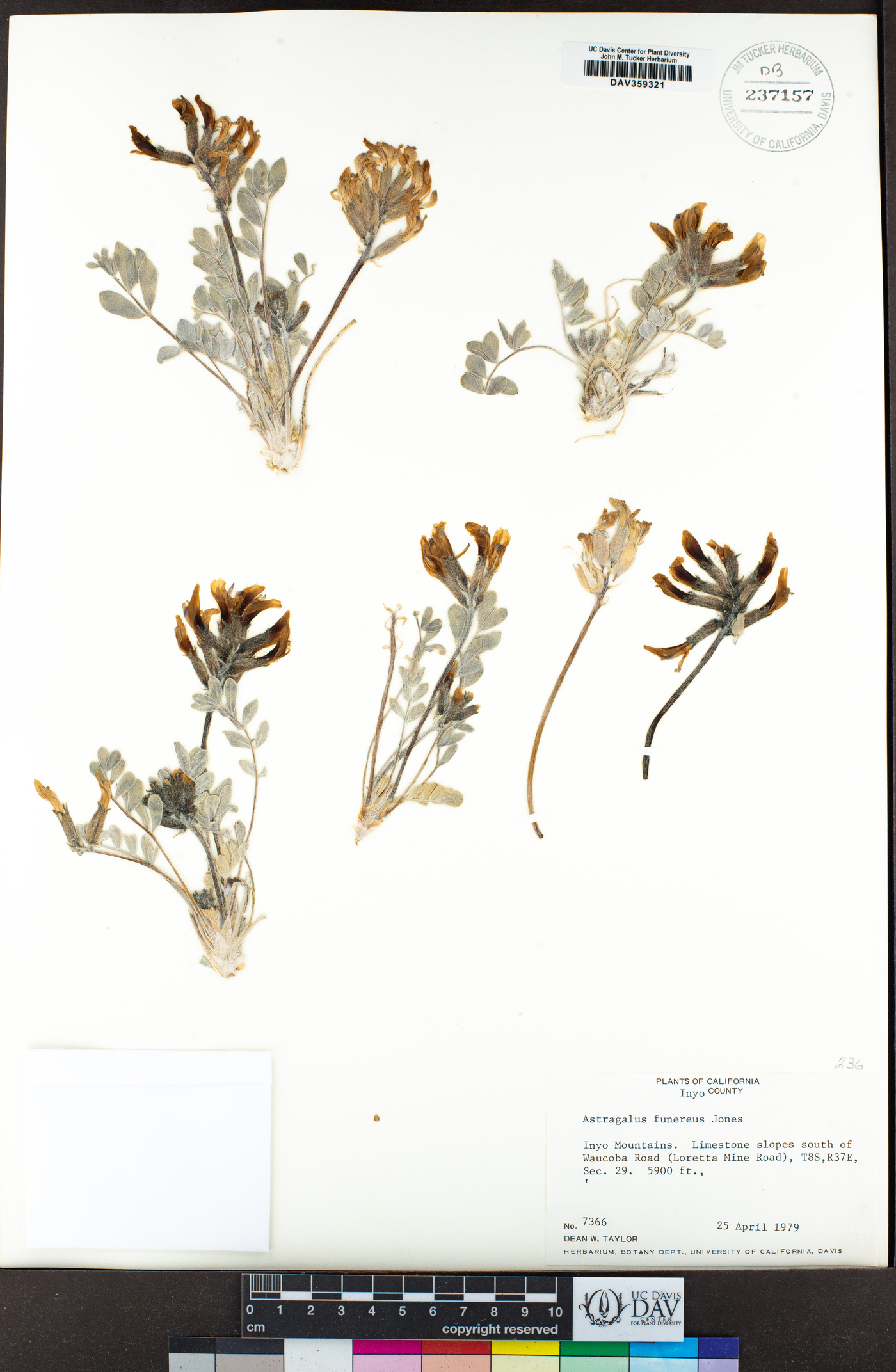 Astragalus funereus image