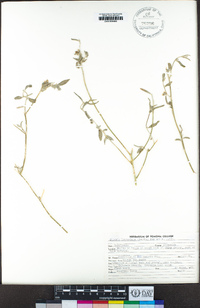 Ditaxis lanceolata image