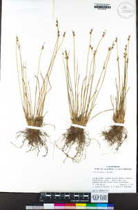 Juncus parryi image