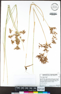 Juncus dubius image