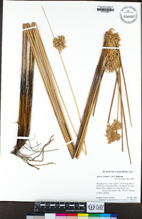 Juncus usitatus image