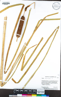 Typha angustifolia image