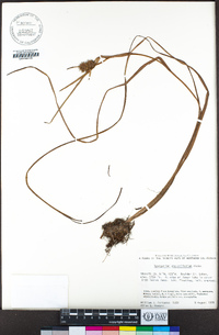 Sparganium angustifolium image