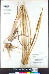 Typha domingensis image