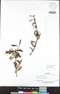 Salix lasiolepis image