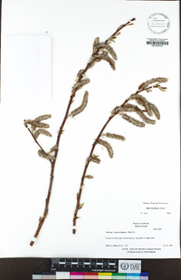 Salix lasiolepis image