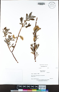 Salix lemmonii image