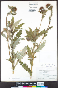 Cirsium brevistylum image