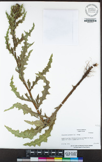 Cirsium arvense image