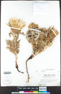 Cirsium quercetorum image