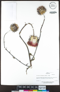 Cirsium occidentale image