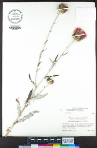 Cirsium occidentale image