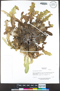 Cirsium scariosum image