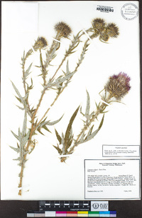 Cirsium vulgare image