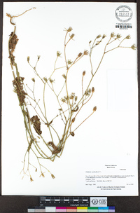 Crepis pulchra image