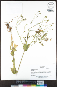 Crepis pulchra image