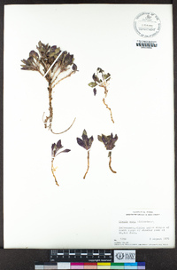 Crepis nana image