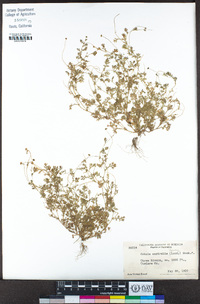 Cotula australis image