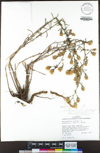 Dieteria canescens var. shastensis image