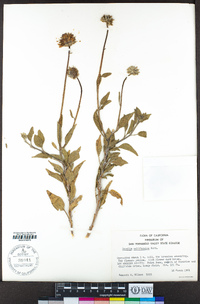 Encelia californica image