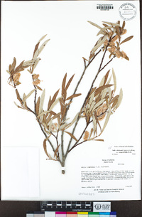 Salix jepsonii image