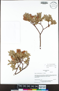 Salix eastwoodiae image