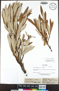 Salix jepsonii image