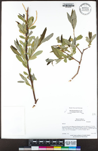 Salix laevigata image