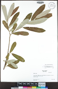 Salix jepsonii image