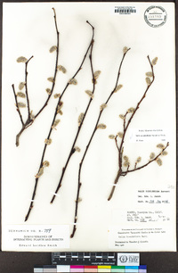 Salix scouleriana image