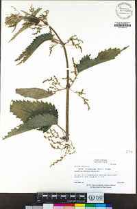 Urtica dioica subsp. holosericea image