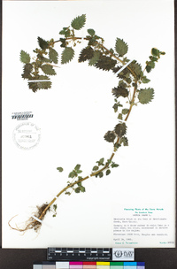 Urtica urens image