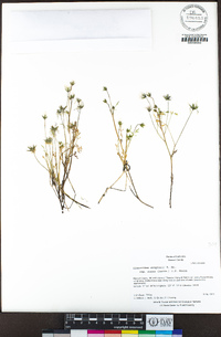 Limnanthes douglasii image