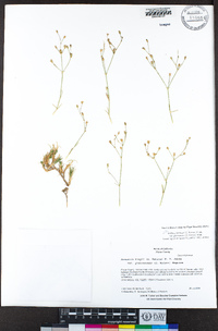 Eremogone kingii var. glabrescens image