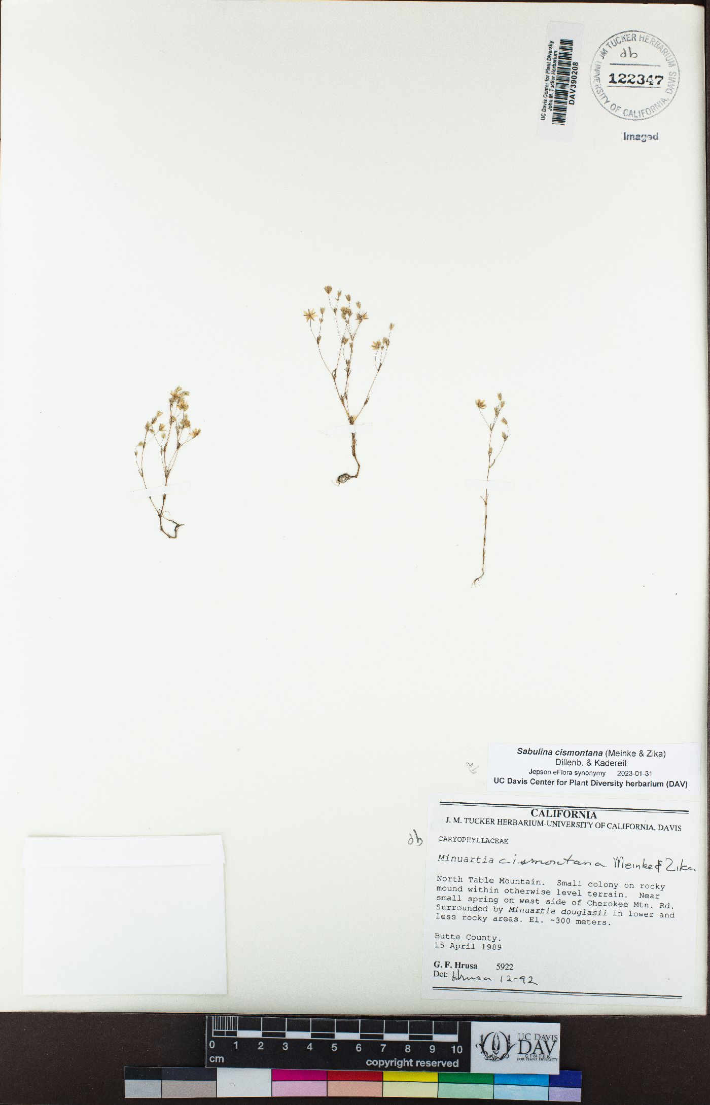 Minuartia cismontana image