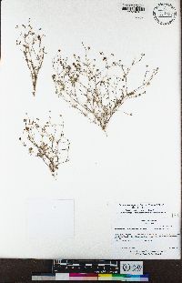 Minuartia douglasii image