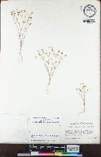 Minuartia douglasii image