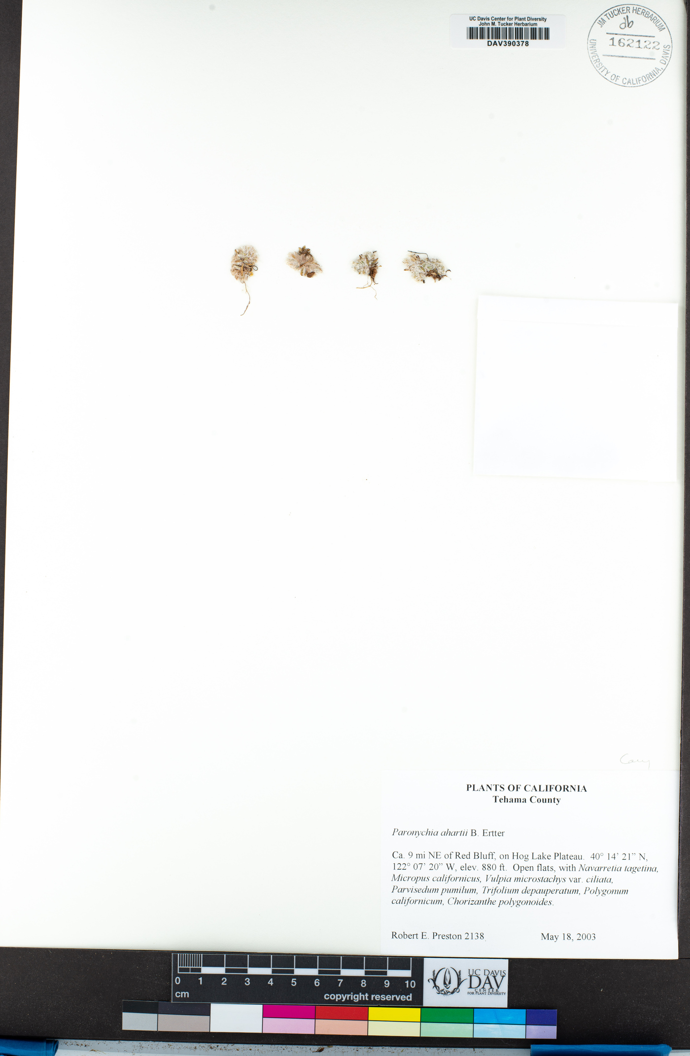 Paronychia ahartii image