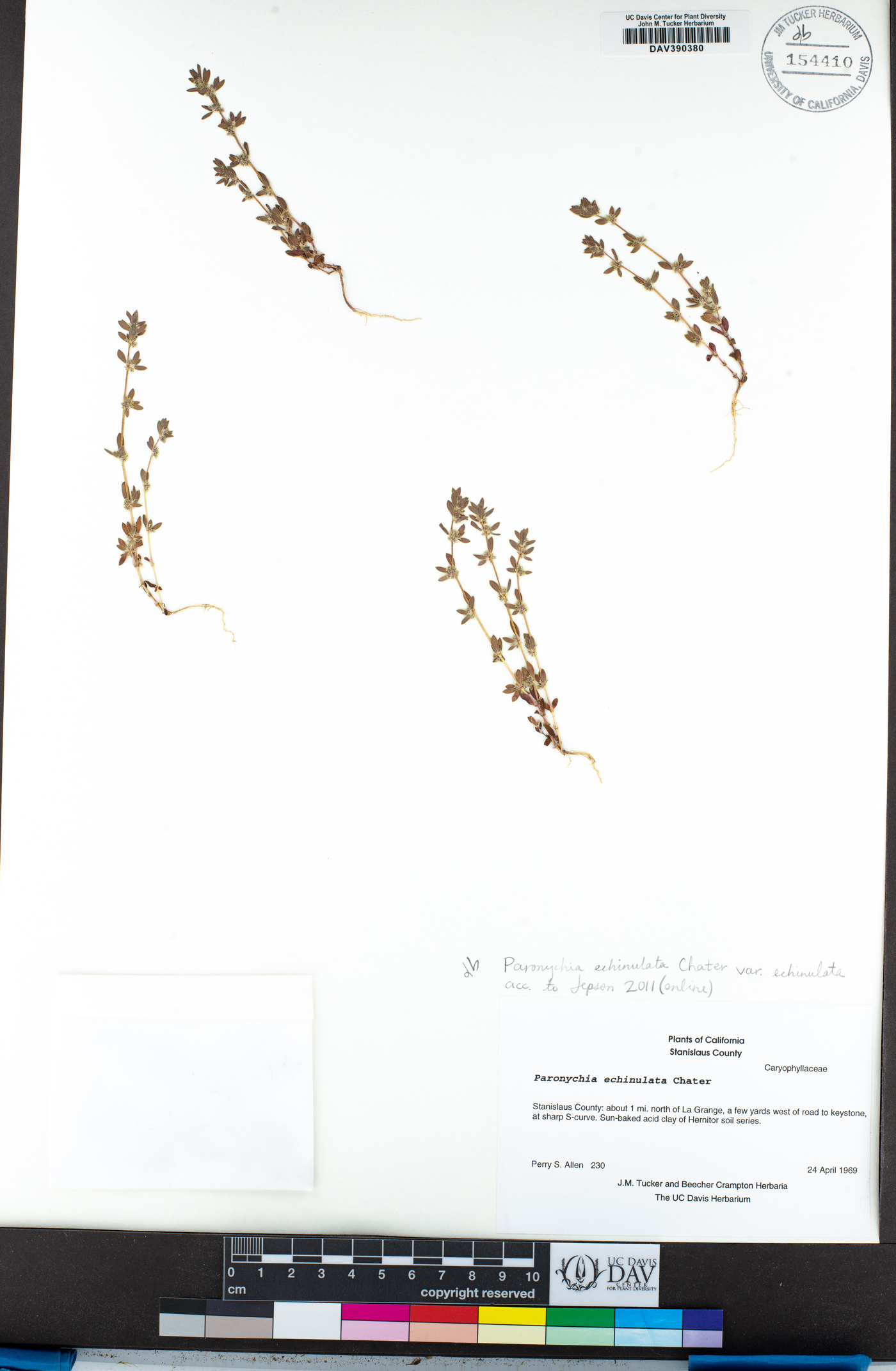 Paronychia echinulata image