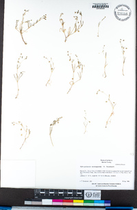 Spergularia atrosperma image