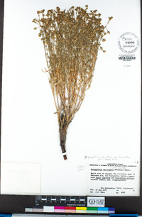 Spergularia macrotheca image