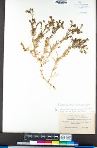 Spergularia macrotheca var. macrotheca image