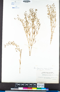 Spergularia salina image