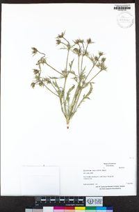 Eryngium castrense image