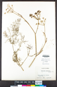 Foeniculum vulgare image