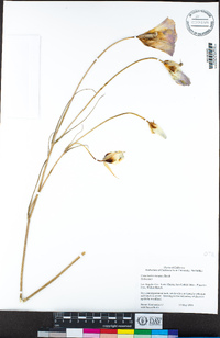 Calochortus venustus image