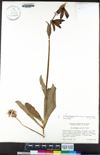 Fritillaria biflora image