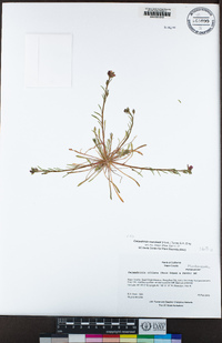 Calandrinia menziesii image